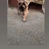 توله نر رخ خوشتیپ و درشت از پدر مادر درشت