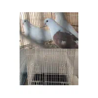 کبوترنوک ریزسفید نروماده قفس پرنده