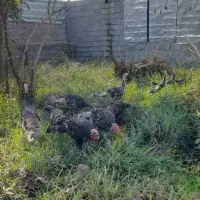 فروش بوقلمون محلی کیلویی ۳۰۰۰۰۰ تومان