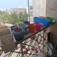 گلدان  گل دونه ۵۰