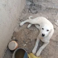 توله سگ آلابای