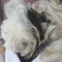 پشم گوسفندی پاییزه اعلا|عمدهفروشی|سنگر, |دیوار