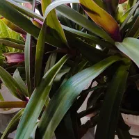 گل های بسیار شاداب|گل و گیاه طبیعی|خوی, |دیوار