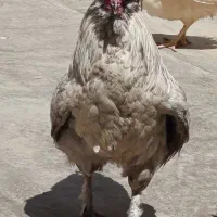 خروس چهل تاچ کاکلی