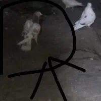 کبوتر رفتنی