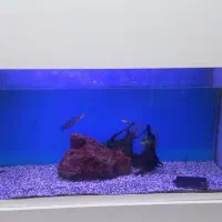 آکواریوم، باکمود تجهیزات کامل،