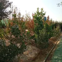 فروش باغ ویلا ورودی اول پل گرگاب شاهین شهراصفهان|فروش زمین و ملک کلنگی|شاهین‌شهر, گرگاب|دیوار
