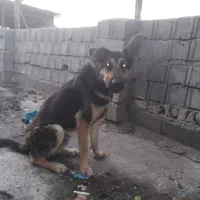 سگ گرگی|سگ|گرگان, |دیوار