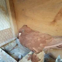 کبوتر راعبی نر مست|پرنده|قم, یزدان‌شهر|دیوار