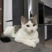 گربه dsh|گربه|تهران, تهرانپارس غربی|دیوار