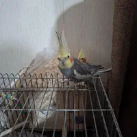 عروس هلندی نر ماده