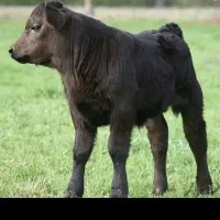 فروش ۲۵گاو وگوساله