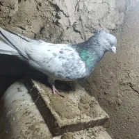 کبوتر کاکلی|پرنده|مینودشت, |دیوار