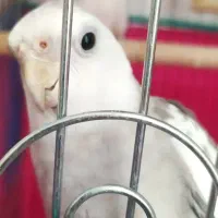 مرغ عشق|پرنده|پاوه, |دیوار