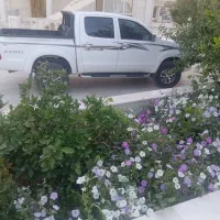 فنی سالم