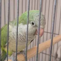 طوطی راهب دستی