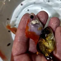 بچه ماهی گلدفیش شورتزیلا