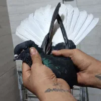 جفت اشعل وکوهی دم سفید|پرنده|اهواز, بهارستان|دیوار