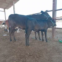 گاوگوساله دارجوان شکم دوم