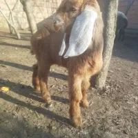 بزغاله نر شیرخوار تخمی