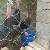 بوقلمون محلی