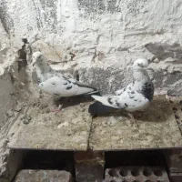 دو جفت کفتر فروشی روی هم|پرنده|جیرفت, |دیوار