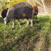 یک عدد گوسفند|حیوانات مزرعه|شاهین دژ, |دیوار