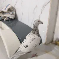 سرور الماسی