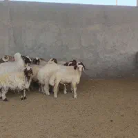 بره|حیوانات مزرعه|اهواز, زیتون کارگری|دیوار