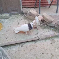 کفتر ملقی|پرنده|کرمان, |دیوار