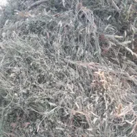 علف باغی