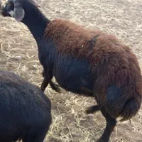 شیشک کله سفید یه دندون|حیوانات مزرعه|زاغه, |دیوار