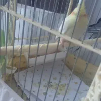 عروس هلندی نر و ماده|پرنده|تهران, جلیلی|دیوار