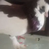 کبوتر دم چتری