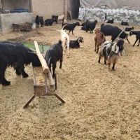 ۲۱راس بز گیسه چبش نر