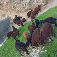 ۲۰ راس بره و کاور ماده اصلی قزل افشار برای داشتی