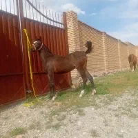 اسب|حیوانات مزرعه|اصفهان, بابوکان|دیوار