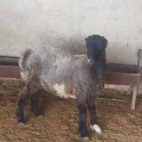 بره ماده
