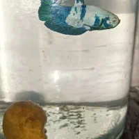 فروش ویژه ماهی فایتر گیاه روآبی و حلزون|ماهی|کرمانشاه, |دیوار