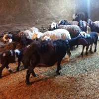 گوسفند قزل پلنگی|حیوانات مزرعه|زاغه, |دیوار