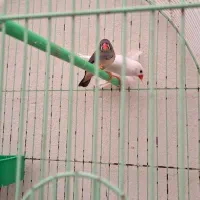 فنج جفت وتکی۱۰۰ هزار تومان