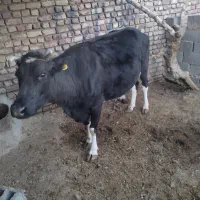 گاو دو رگه|حیوانات مزرعه|زیرکوه, |دیوار