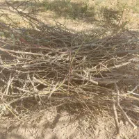 فروش چوب  وشاخه بادام