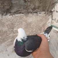 کفتر آلمانی (مسافتی )