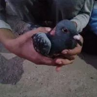 سبز‌المانی‌پلاک‌دار‌پرشی