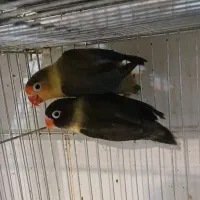 جفت کوتوله‌ مولد یووینگ و یقه زرد ماسکت با جوجه|پرنده|قم, مهر آباد|دیوار