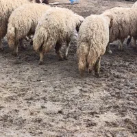 بره ماده|حیوانات مزرعه|ماهیدشت, |دیوار