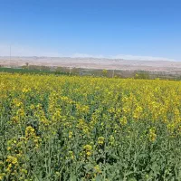 گندم بذر پیشگام