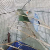 طوطی کوتوله برزیلی