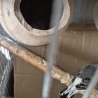 فنچ کینگ|پرنده|بندرعباس, |دیوار